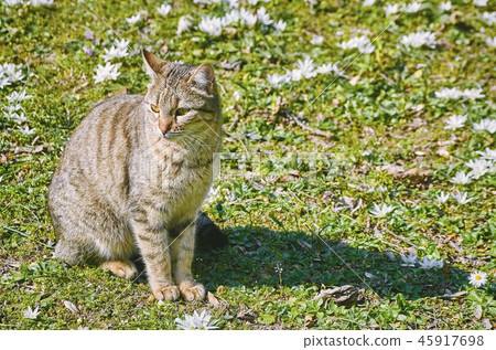 Cat on the Lawn 45917698