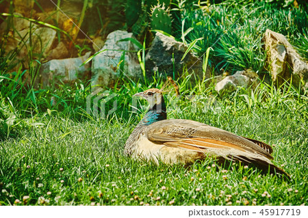 Peacock on the Ground Peacock on the Ground 45917719