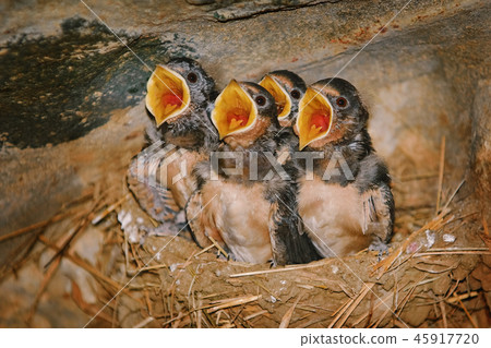 Swallow Birdlings with Open Beaks 45917720