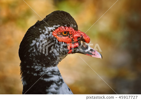 Portrait of Muscovy Duck 45917727