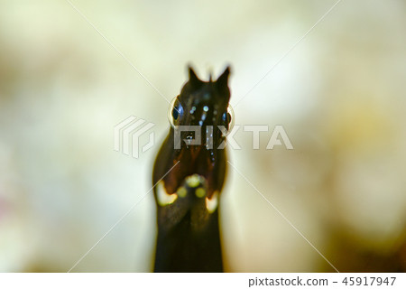 Young fish of Hana shrimp Young fish of Hana shrimp 45917947