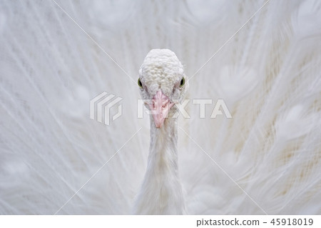 Portrait of White Peacock Portrait of White Peacock 45918019