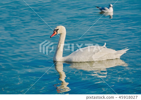 Swan on Lake 45918027
