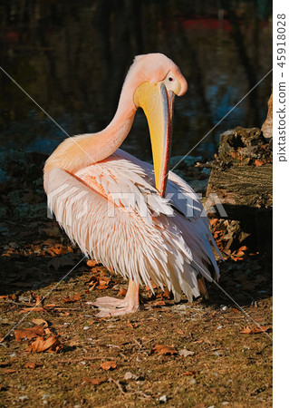 Pelican on the Bank of Pond Pelican on the Bank of Pond 45918028