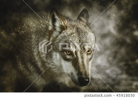 Portrait of Wolf Portrait of Wolf 45918030