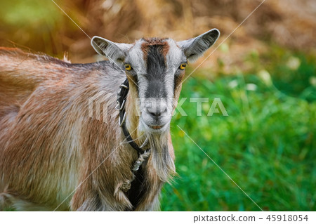 Portrait of Billy Goat 45918054