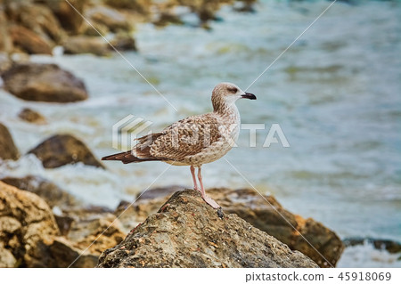 Seagull Resting on Stone 45918069