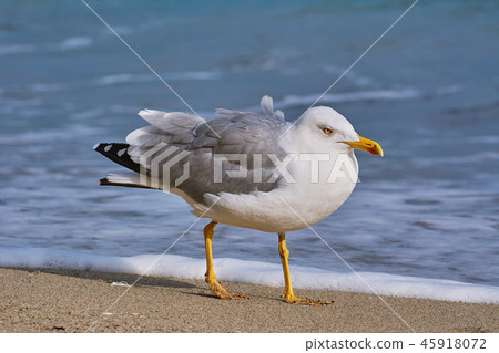 Seagull Walking by the Beach 45918072