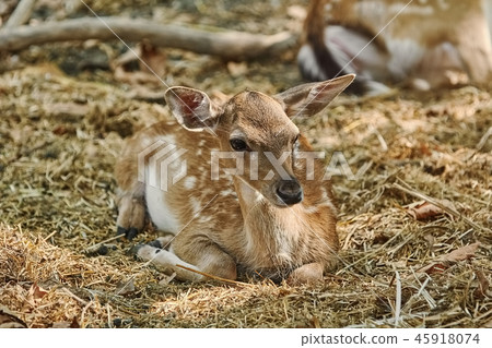 Portrait of a Young Deer Portrait of a Young Deer 45918074