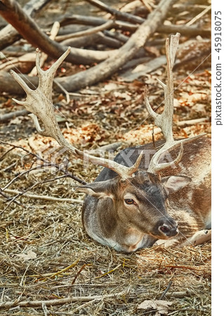 Portrait of a Deer 45918075