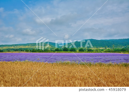 Lavender River in Bulgaria Lavender River in Bulgaria 45918079