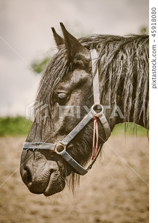 Portrait of Horse 45918080