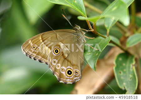 Creatures Insects The lizard has an impression of being in a mixed forest in early summer. It is plain but the eye pattern is beautiful Creatures Insects The lizard has an impression of being in a mixed forest in early summer. It is plain but the eye pattern is beautiful 45918518
