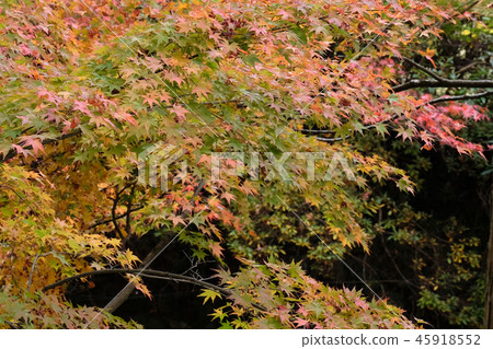 Landscape of Kyoto Shozan 45918552