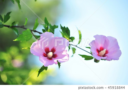 Rose of Sharon 45918844