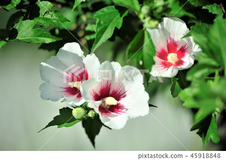 Rose of Sharon 45918848