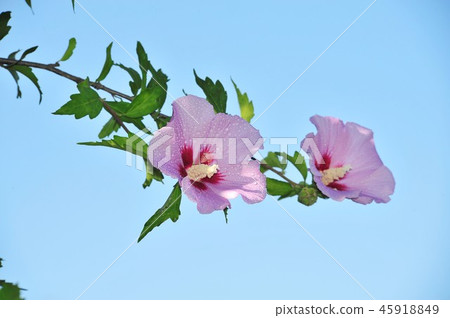 Rose of Sharon 45918849