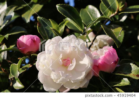 花山茶花sasanqua秋天櫪木 45919404