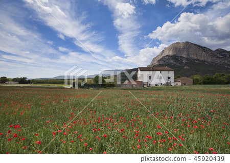 Poppy field with a house on the background in the Poppy field with a house on the background in the 45920439