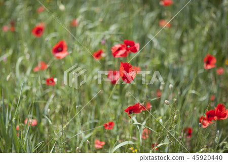Poppy field close-up Poppy field close-up 45920440