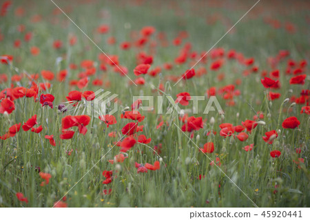 Poppy field close-up 45920441