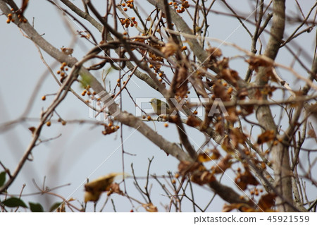 White-eye Central Park White-eye 45921559