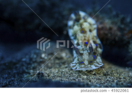 Nuushi Nuushi 45922061