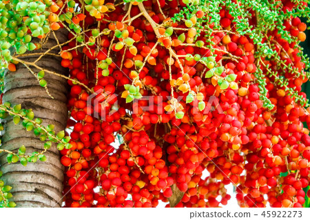 fresh raw palm seeds in farm seed has palm fruit 45922273