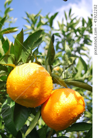Shizuku and orange fields Shizuku and orange fields 45922282