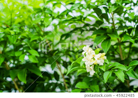 wrightia religiosa is a species family Apocynaceae 45922485