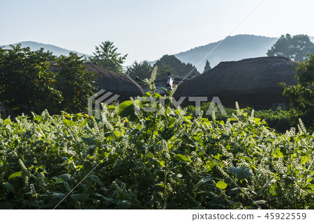 Soonjangbok,Outam村,Asan市,忠南 Soonjangbok,Outam村,Asan市,忠南 45922559