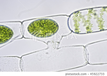 Aomidoro的粘合 Aomidoro的粘合 45922733