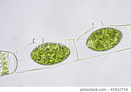 Bonding of Aomidoro Bonding of Aomidoro 45922734