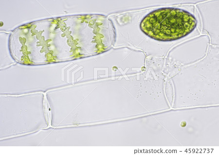 Bonding of Aomidoro Bonding of Aomidoro 45922737