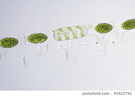 Bonding of Aomidoro Bonding of Aomidoro 45922742