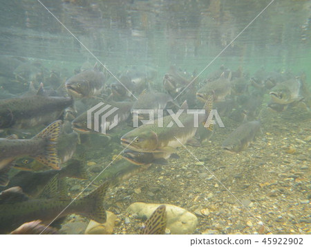 Upstart of a colorful mass 45922902