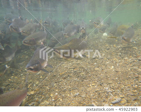 Carousel mass going up 45922903