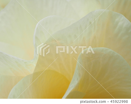 Begonia petal 45922998