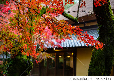 日本楓葉Asia Japan Maple leaf 日本楓葉Asia Japan Maple leaf 45923153