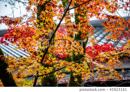 日本楓葉Asia Japan Maple leaf 45923181