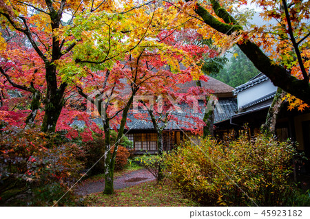 Japan Maple Leaf Asia Japan Maple leaf Japan Maple Leaf Asia Japan Maple leaf 45923182