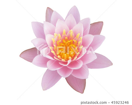 Sweet lotus flower on white background, Sweet lotus flower on white background, 45923246