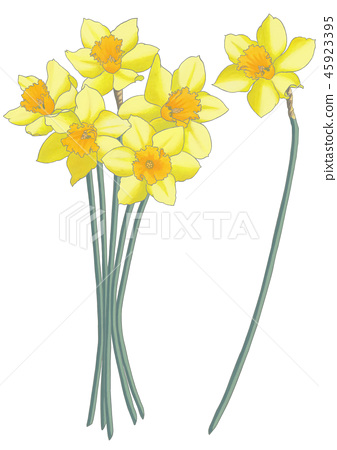 Narcissus material - Stock Illustration [45923395] - PIXTA