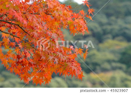 Autumn leaves 45923907