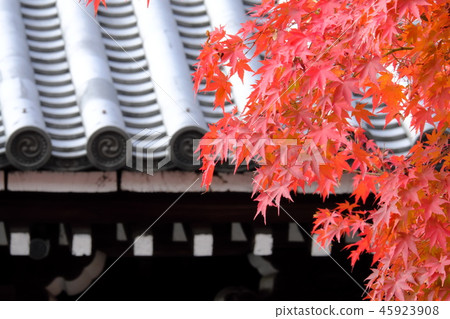 Autumn leaves 45923908