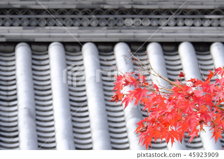 Autumn leaves 45923909