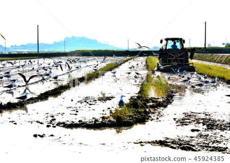 鄉村景觀 45924385