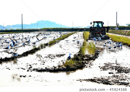 拖拉機和海鷗 45924386