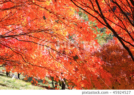 Momiji Tunnel Suehiro Square Momiji Tunnel Suehiro Square 45924527