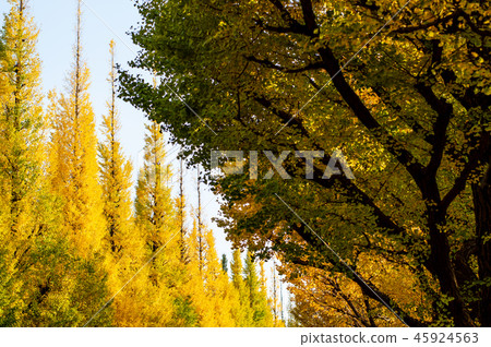 色的銀杏樹橫跨路d排行了樹前面迷離 色的銀杏樹橫跨路d排行了樹前面迷離 45924563